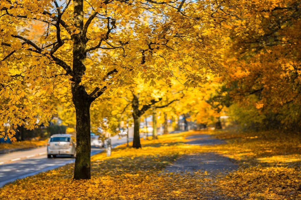 Fall Driving